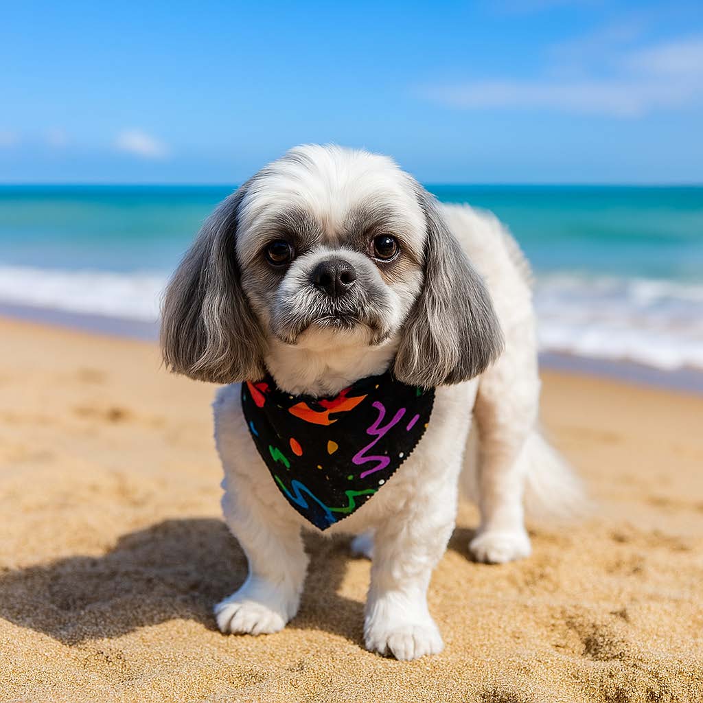 Happy Maltese with a colorful bandana enjoying the Florida beach after a fresh groom at Donna's Doggy Dooz
