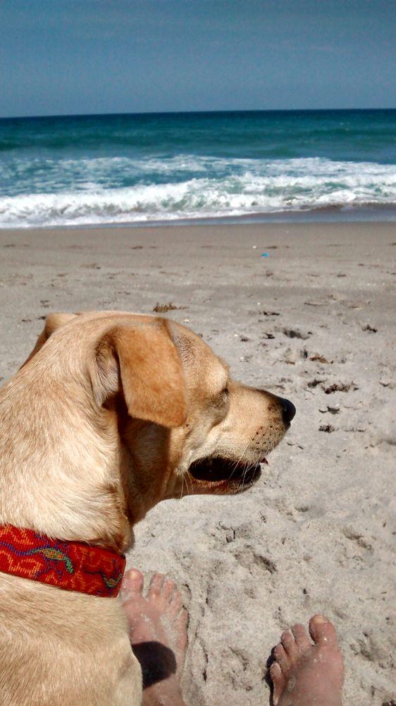 Scrambler, Donna's beloved yellow Labrador girl, enjoying the Florida sunshine at the beach