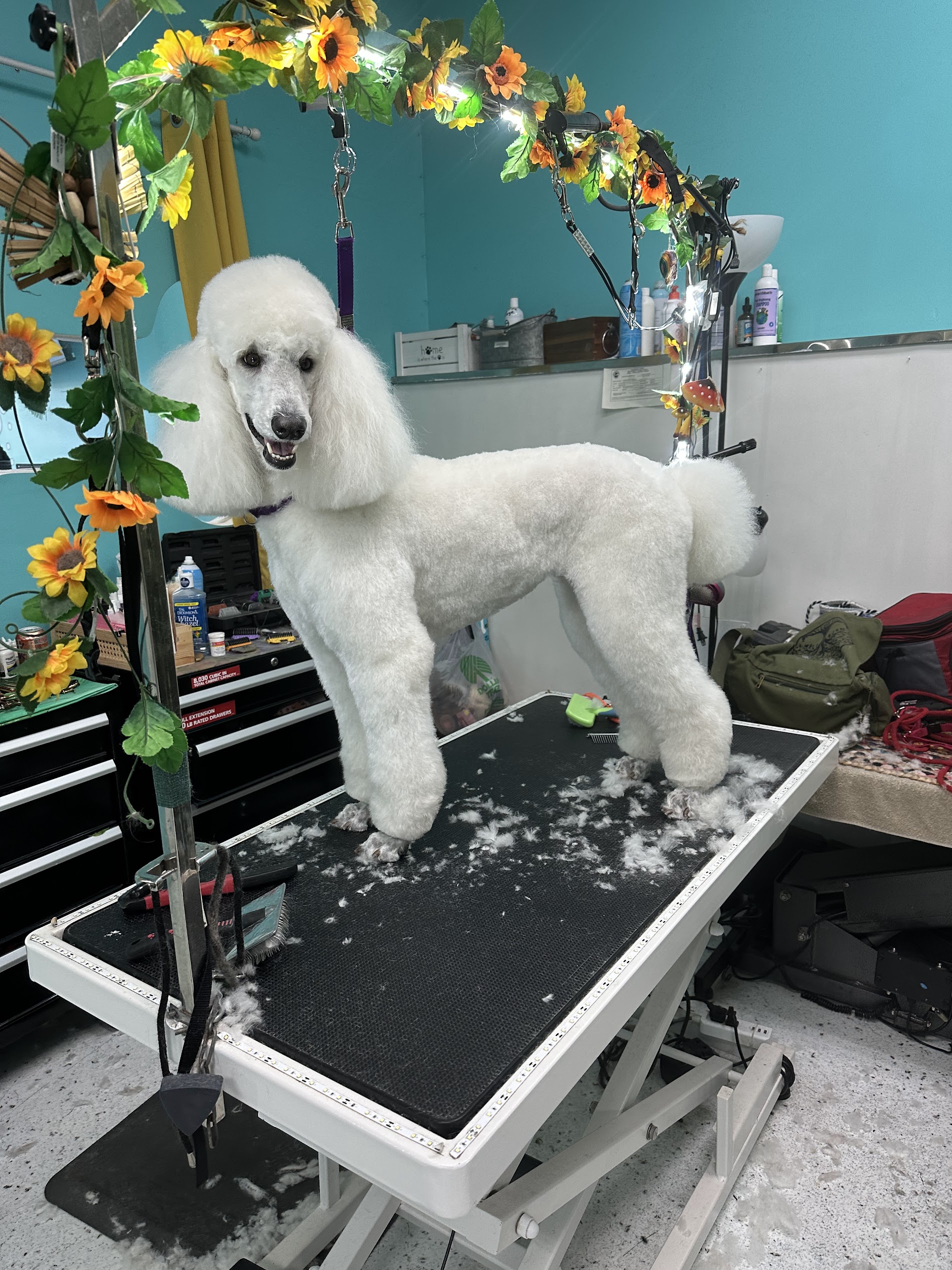 Golden Retriever with a sunflower hair clip, beautifully groomed at Donna's Doggy Dooz